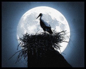 stork nest in moonlight